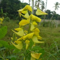 Crotalaria laburnifolia L.